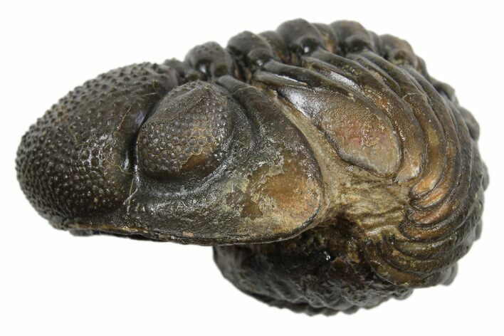 Long Partially Enrolled Morocops Trilobite - Morocco #296629